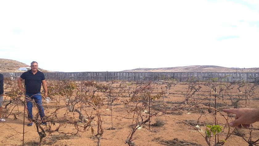 Foto mundo del vino