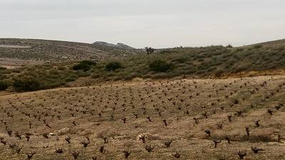 Foto mundo del vino