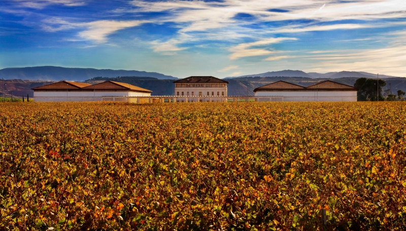 Visita a bodega + cata 