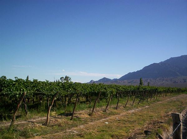 ¿conoces Las Zonas Vitivinícolas De Argentina Y Sus Variedades Cultivadas 