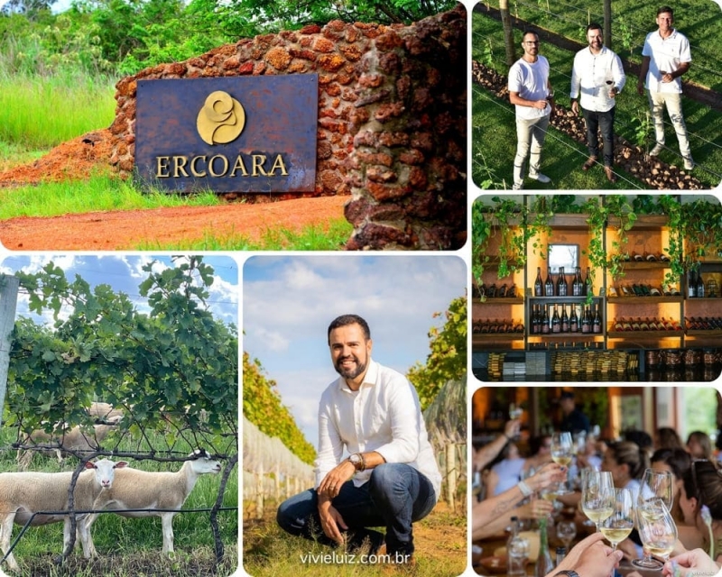 La salud y la naturaleza de los vinos de los viñedos Ercoara en Brasilia.